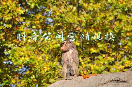 抖音公司营销规模