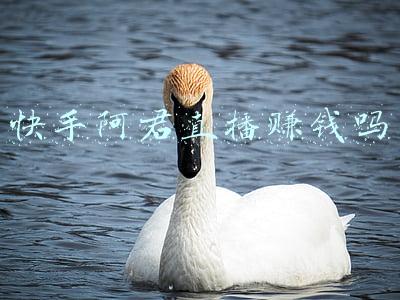 快手阿君直播赚钱吗