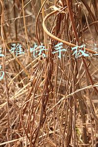 喜马拉雅配音赚钱步骤(如何利用配音赚钱？这5个方法，让你也能月入过万)
