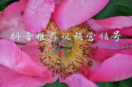 视频号流量推荐机制(6分钟带你了解视频号运营规则，全面解析视频号运营)