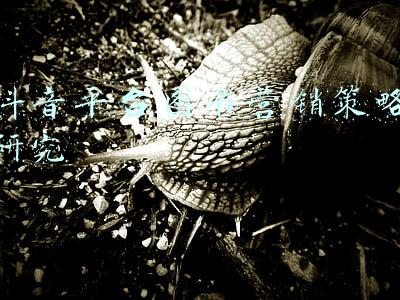 中班图书区指导策略(中班图书区投放材料的方法和策略)