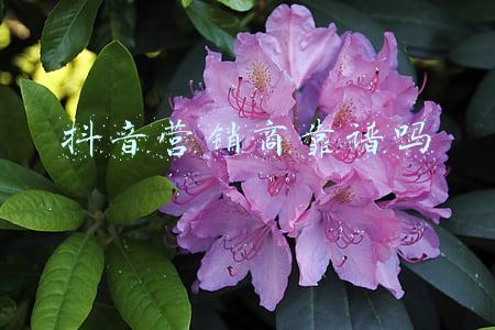 抖音营销商靠谱吗