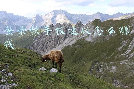 快手电脑版网页登录(微信记录，怎样才能成为证据)