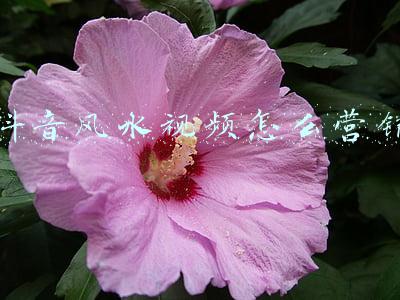 一学就会风水学视频(风水学知识第十讲，乾隆皇帝巧用奇文讲解12地支，太好记了！)