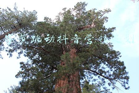 字节跳动抖音什么关系(字节跳动大变阵：成立六个业务板块，今日头条等并入抖音)