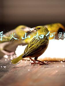 快手火山大王(獐子岛辟谣太平洋“游来”扇贝传闻失实！谁在助推獐子岛股价上涨)