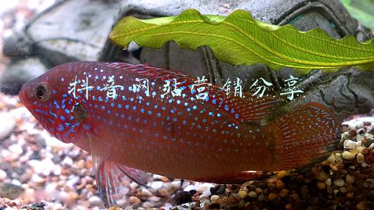 文件分享网站(文件分享网站推荐，上传下载均不限速)