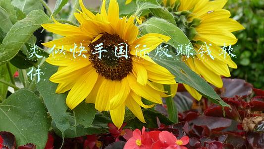 类似快手国际版赚钱软件