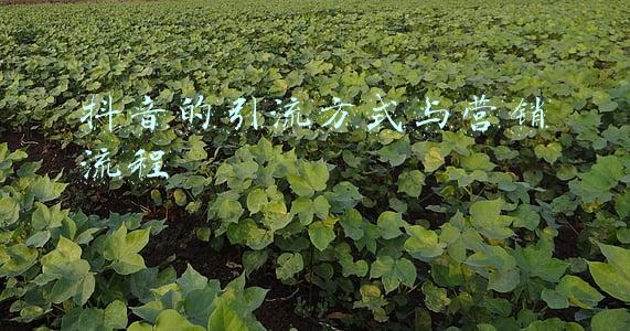 亚马逊引流方式(亚马逊站外引流哪家强？这6种方法你都试过了吗？)
