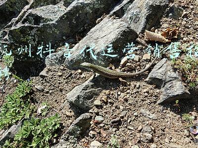 抖音客服招聘(抖音客服外包有哪些服务呢？都做些什么？)