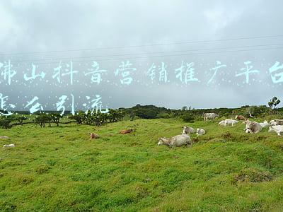 佛山抖音营销推广平台怎么引流
