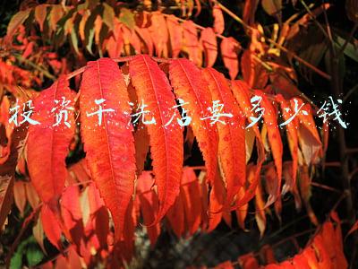投资干洗店的利润是多少；干洗店投资多大利润多少