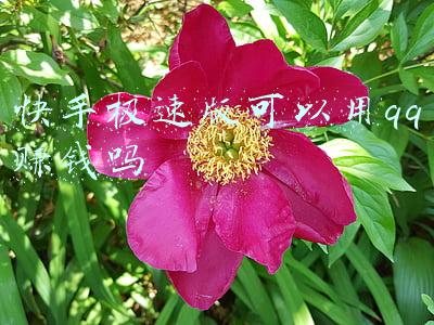 快手极速版可以在电脑上登陆吗(《快手极速版》退出登录方法)