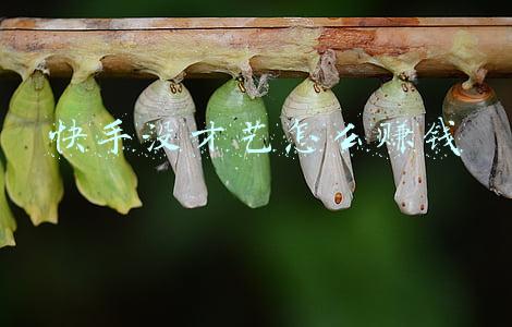 快手没才艺怎么赚钱
