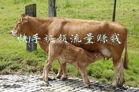 快手免流量卡怎么样(快手联通合作推出快手卡：快手系产品免流量)