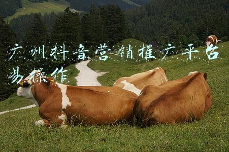 广州招投标平台(广州白云国际机场三期扩建工程项目陆续进入广州公共资源交易中心完成招标)