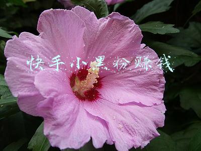 快手粉丝工资(粉丝达到五千就能领工资了)