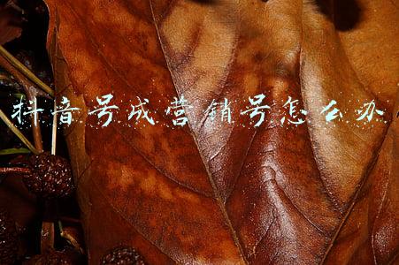 抖音号成营销号怎么办