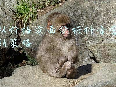 从价格方面分析抖音营销策略