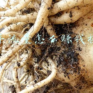 快手流量池分配规则(快手出台公会流量激励政策 赋能公会更好的管理主播)