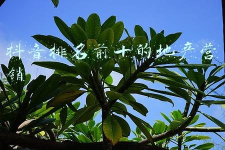 抖音排名前十的地产营销