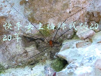快手女主播福利(快手推出116快SHOW车品节，多重福利打造国民级“车流”入口)
