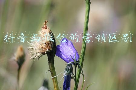 微博微信抖音的区别(抖音和微博：两种不同的人方案)