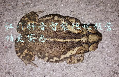 江门营销薪酬绩效(2021江门市“精彩•夜侨都”消费节派出1000万元消费券)