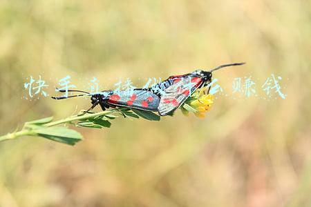 快手直播做什么赚钱