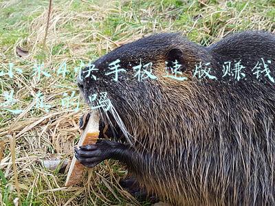 小米4电信版(最便宜的小米手机，轻便顺畅PLAY-小米 PLAY 智能手机体验)
