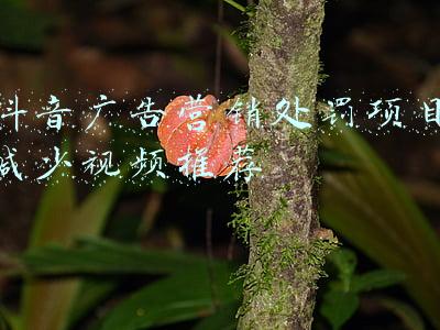 抖音广告营销处罚减少作品推荐怎么办(抖音账号显示原创度低。被处罚怎么办？)