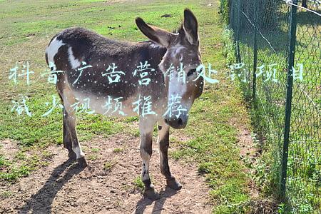 抖音广告营销处罚项目减少视频推荐