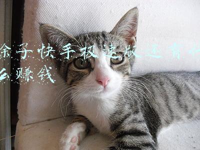除了快手极速版还有什么赚钱
