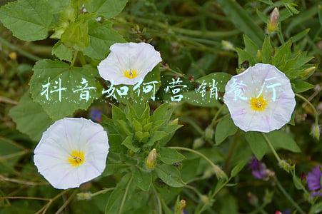 餐饮怎么拍抖音吸引人(1、餐厅打造抖音百万播放的4个小技巧)