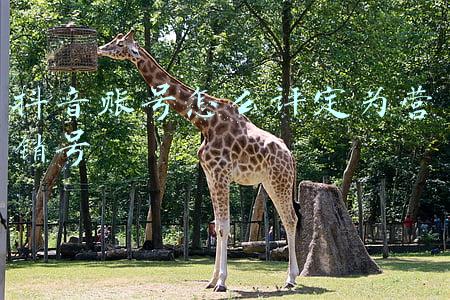 公众号账号申请(怎样注册微信公众号)