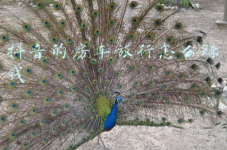 抖音的房车旅行怎么赚钱