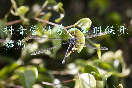 抖音营销号是啥意思(水猴子真的存在吗？无穷小亮怒怼营销号，我算是没脾气了)