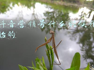 抖音营销号什么时候开始的