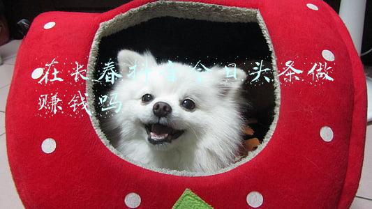 长春今日新闻最新(长春高新谈“生长激素集采”：研究并制定方案，暂无具体预期)