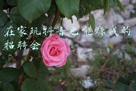 在家玩抖音也能赚钱的招聘会