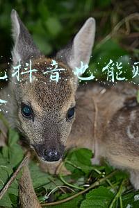 国网招聘在家(多渠道推广“网上国网”APP为客户提供便捷用电服务)