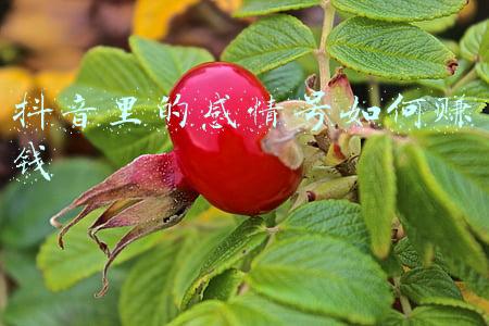 抖音号挣钱(手把手教你搞抖音号赚钱，一月收入两三万是起步)