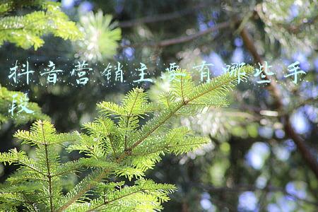 抖音营销主要有哪些手段
