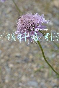 精准营销平台(成都锦江区创新宣传营销平台促进智慧旅游建设)