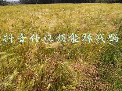 抖音传视频能赚钱吗