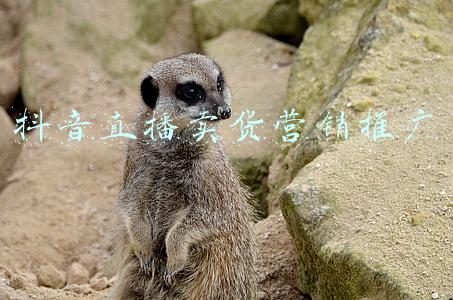 抖音直播卖货 问广告平台传播易(抖音直播卖货的1个爆火公式和3个好建议)
