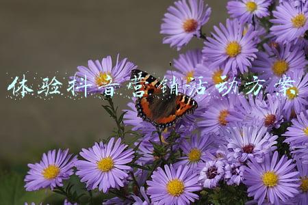 体验抖音营销活动方案