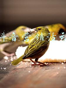 体验抖音营销活动方案