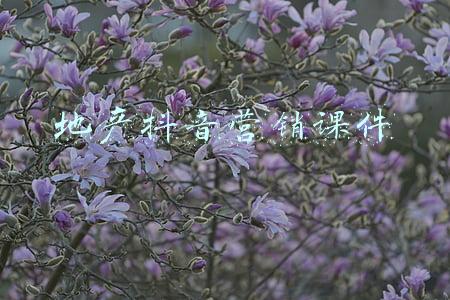 地产抖音营销课件