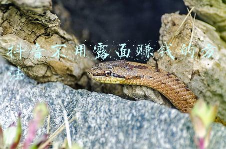 抖音不用露面赚钱的方法